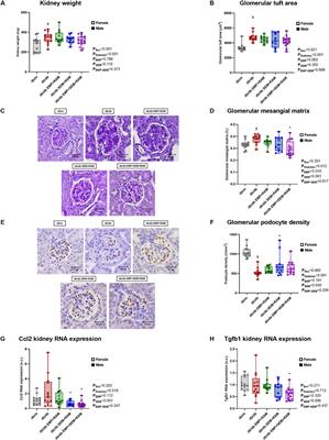 SGLT2i and GLP1-RA exert additive cardiorenal protection with a RAS blocker in uninephrectomized db/db mice